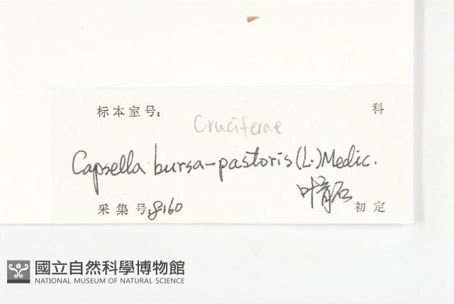 薺藏品圖，第3張