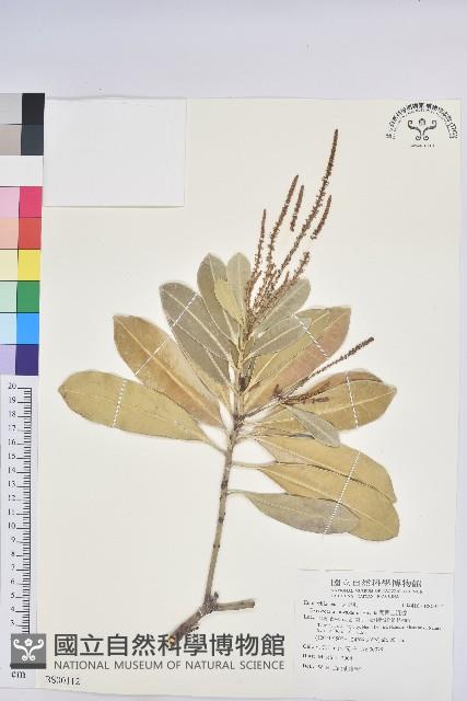 兔仔菜藏品圖，第3張