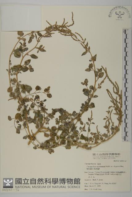 變葉藜、毛綠珠藜藏品圖，第3張