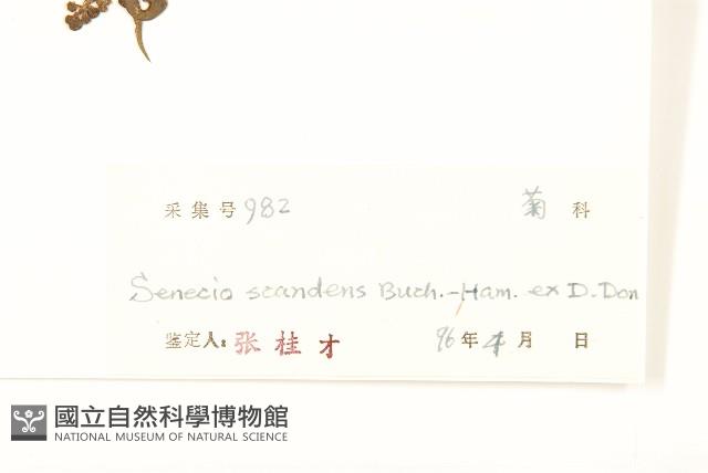 蔓黃菀藏品圖，第3張