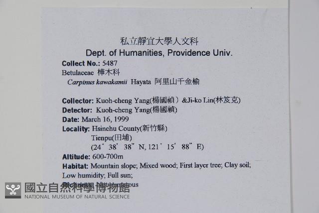 阿里山千金榆藏品圖，第2張