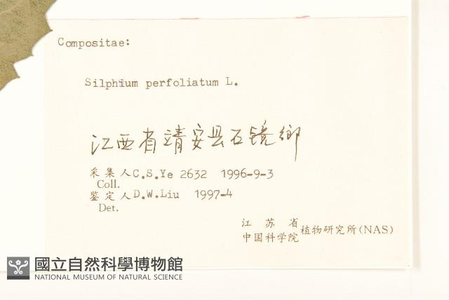 串葉草藏品圖，第3張