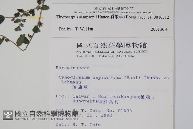 盾果草藏品圖，第2張