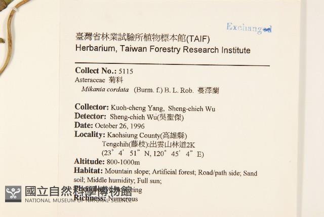 蔓澤蘭藏品圖，第2張