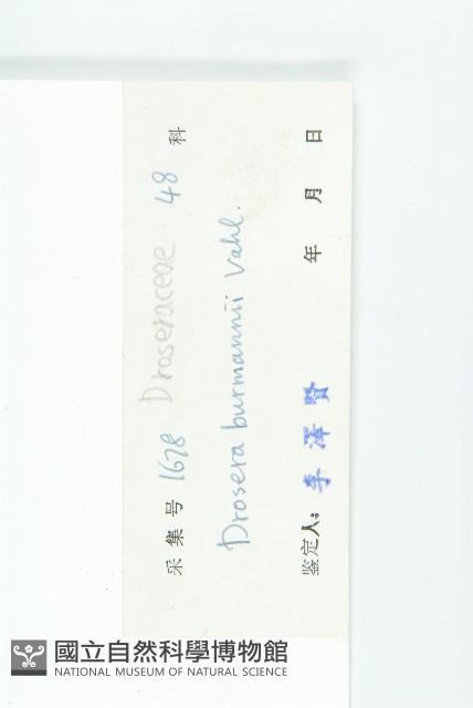 金錢草、錦地羅藏品圖，第3張