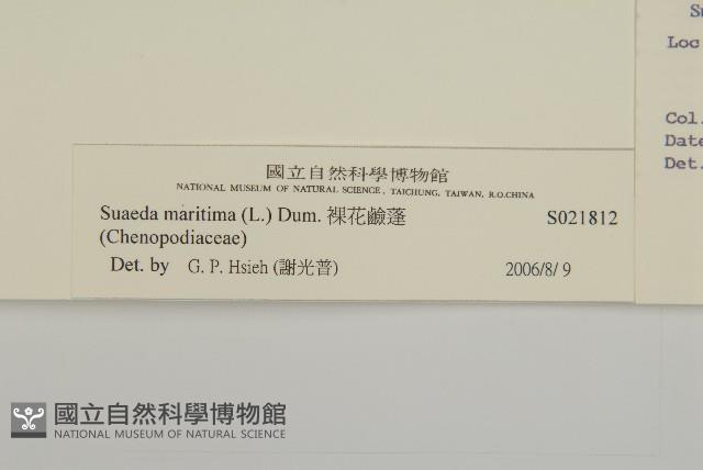 裸花鹼蓬藏品圖，第3張