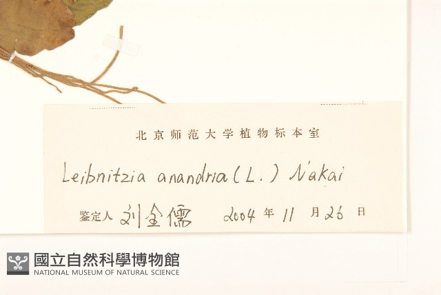 大丁草藏品圖，第3張