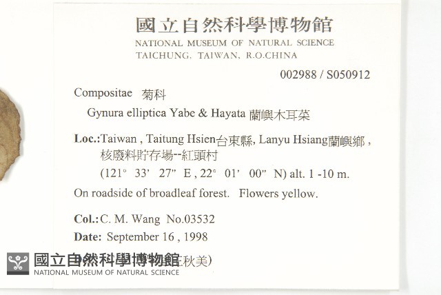 蘭嶼木耳菜藏品圖，第2張