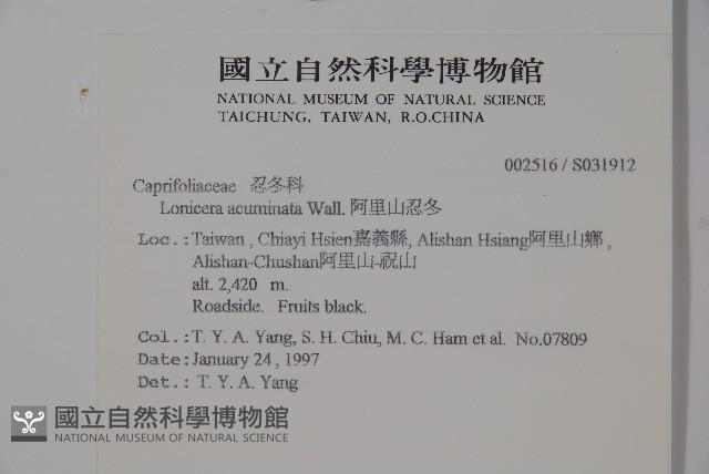 阿里山忍冬、漸尖葉忍冬藏品圖，第2張