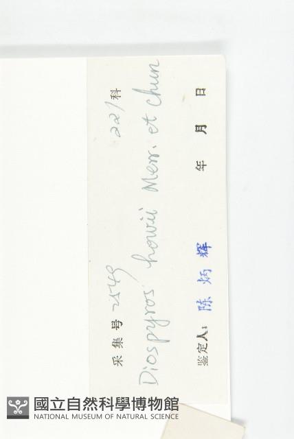 鏡面柿藏品圖，第3張