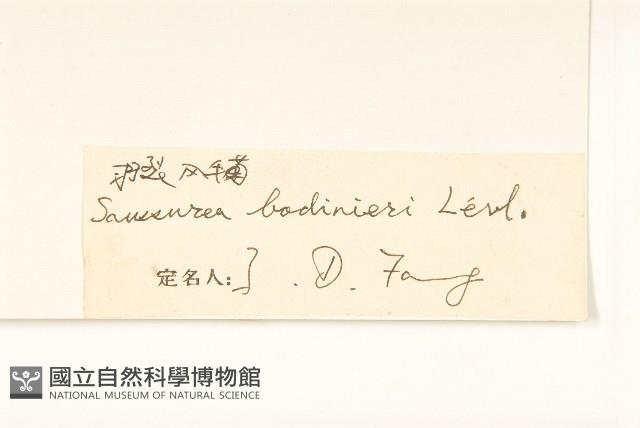 東俄洛風毛菊藏品圖，第3張