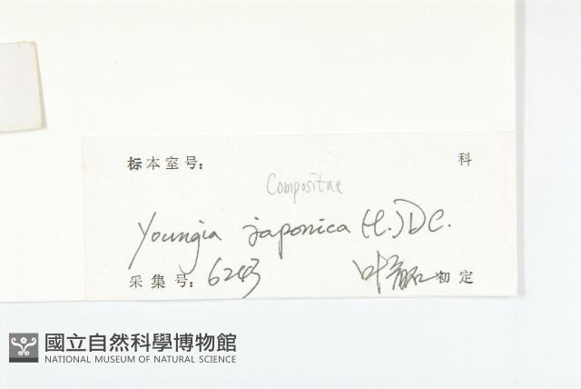 黃鵪菜藏品圖，第3張