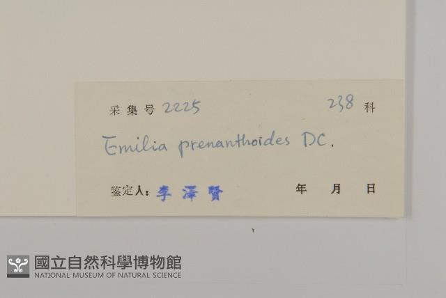 小葉一點紅藏品圖，第3張