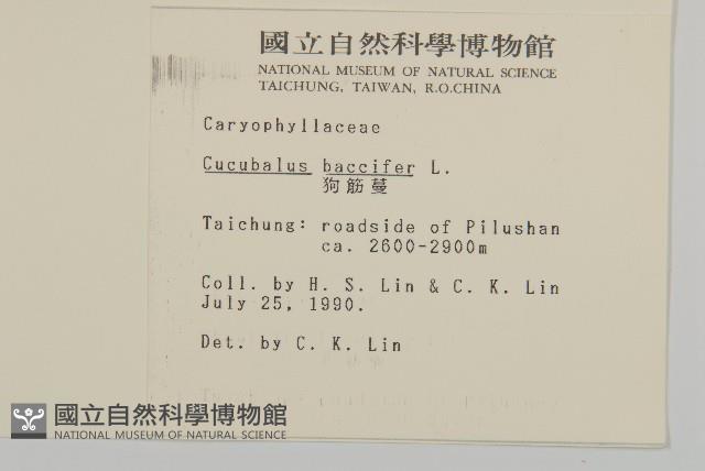 狗筋蔓藏品圖，第2張