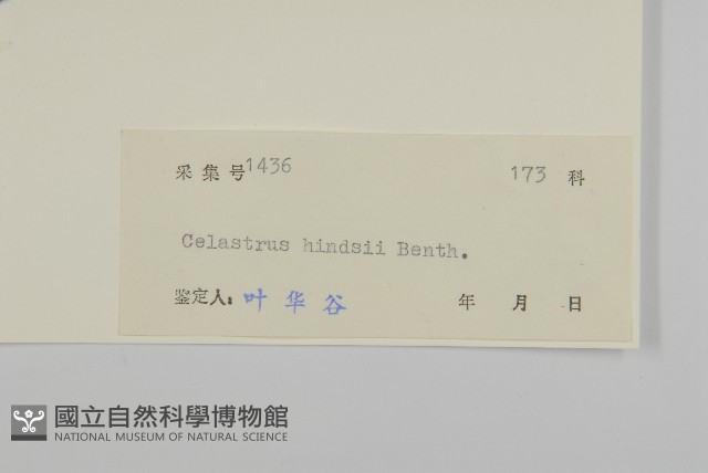 南華南蛇藤，青江藤藏品圖，第3張