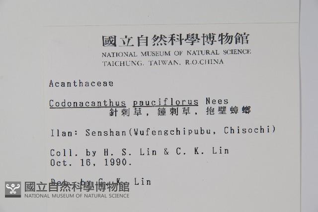 針刺草藏品圖，第2張