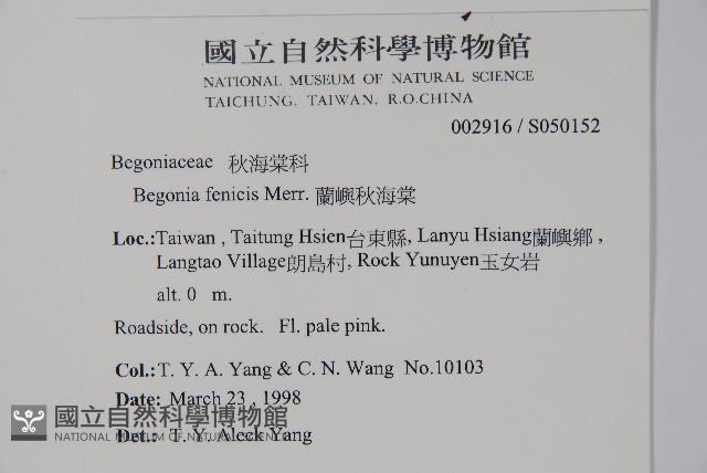 蘭嶼秋海棠藏品圖，第2張