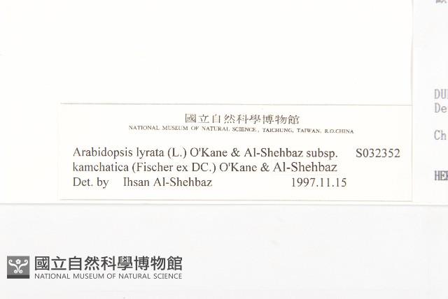 玉山筷子芥藏品圖，第3張