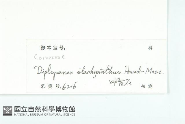 馬蹄參藏品圖，第3張