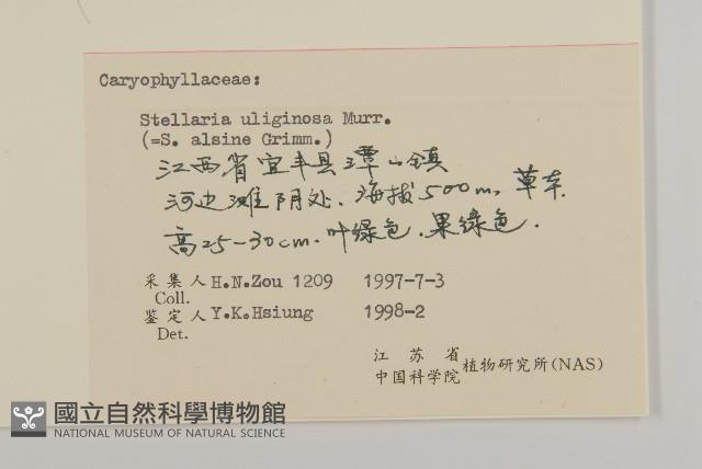 雀舌草藏品圖，第3張