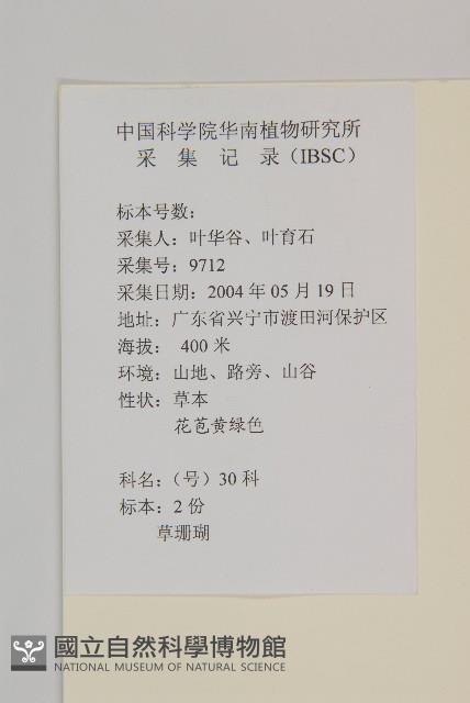 草珊瑚、紅果金粟蘭藏品圖，第2張