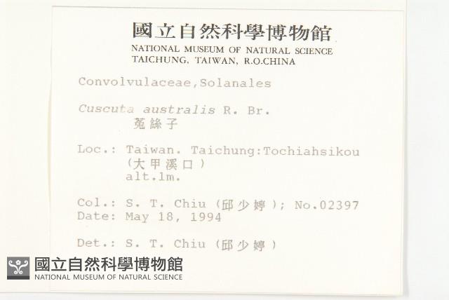 菟絲子藏品圖，第2張