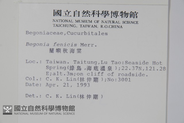 蘭嶼秋海棠藏品圖，第2張