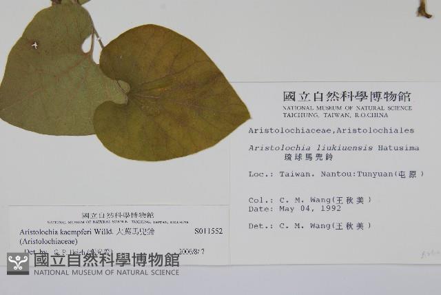 大葉馬兜鈴藏品圖，第2張