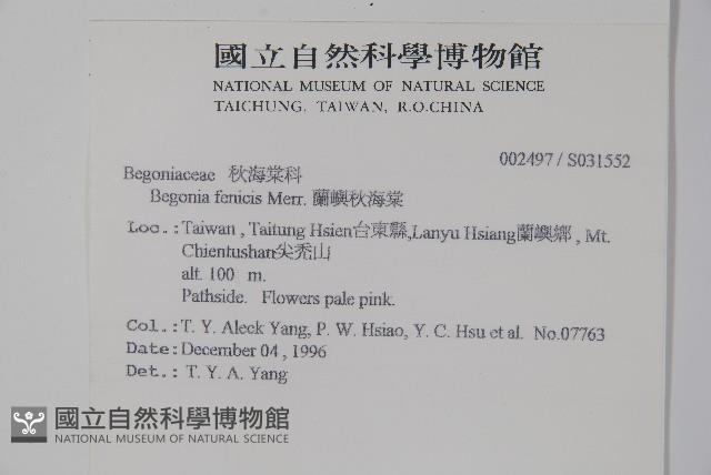 蘭嶼秋海棠藏品圖，第2張