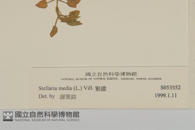 繁縷藏品圖，第3張