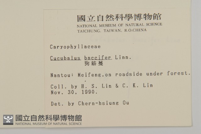 狗筋蔓藏品圖，第2張