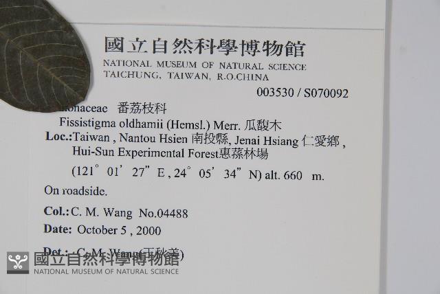 瓜馥木藏品圖，第2張