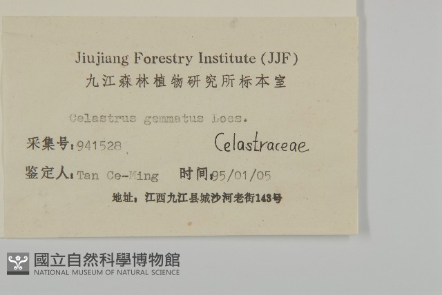 哥蘭葉藏品圖，第3張