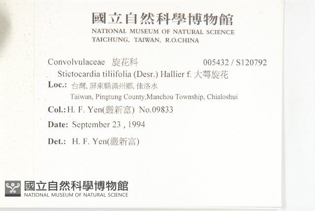 大萼旋花藏品圖，第3張