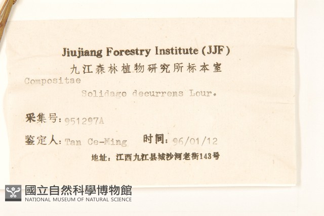一枝黃花藏品圖，第3張