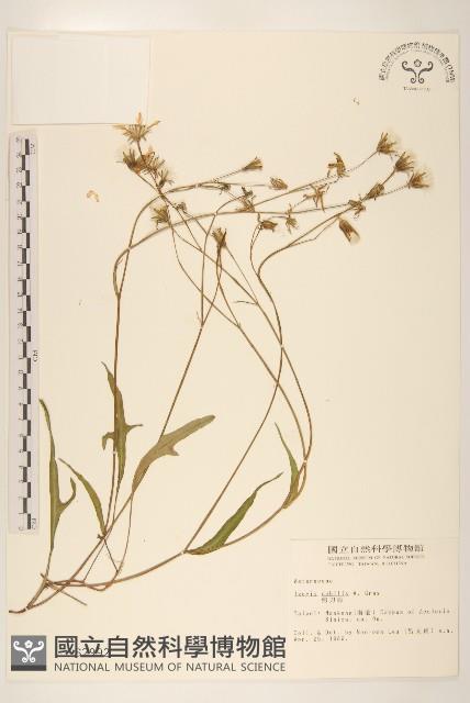 蓮子草藏品圖，第3張