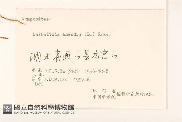 大丁草藏品圖，第3張