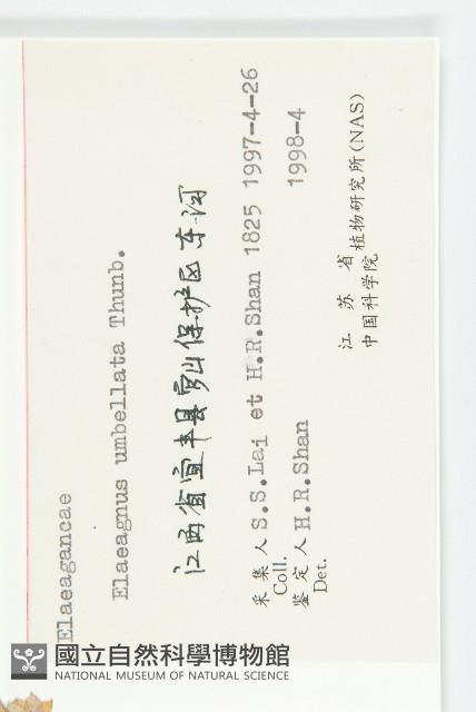 小葉胡頹子藏品圖，第3張