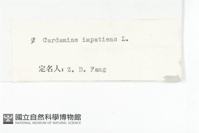 水花菜藏品圖，第3張