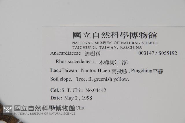 木蠟樹、山漆藏品圖，第2張