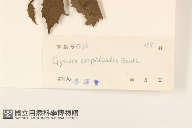 野茼蒿藏品圖，第3張