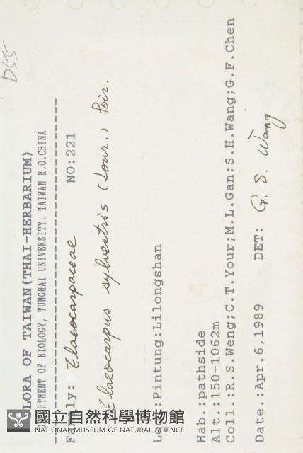 杜英、山杜英、蘭嶼杜英藏品圖，第2張