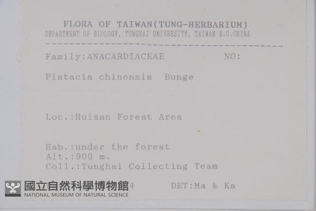 黃連木、爛心木藏品圖，第2張