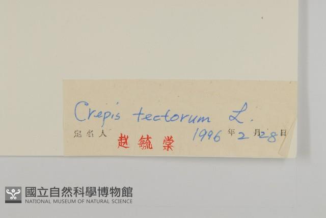 還陽參藏品圖，第3張