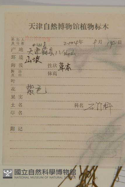 石竹、洛陽花、剪絨花藏品圖，第3張