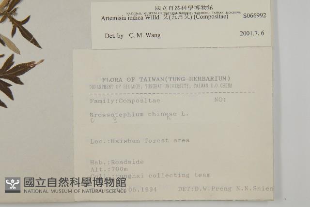 南艾蒿藏品圖，第2張