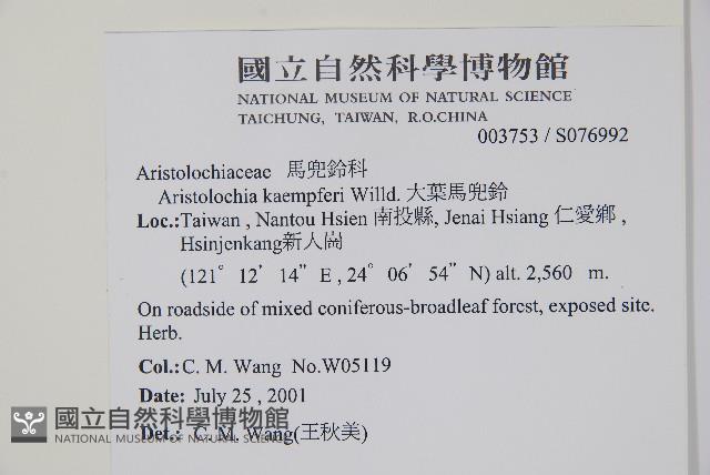 大葉馬兜鈴藏品圖，第2張