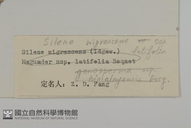 寬葉變黑繩子草藏品圖，第3張