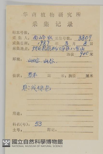 瓜槌草、漆姑草藏品圖，第2張