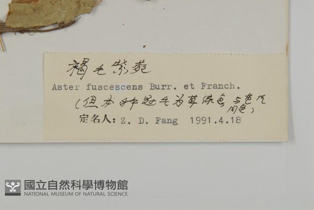 褐毛紫菀藏品圖，第3張